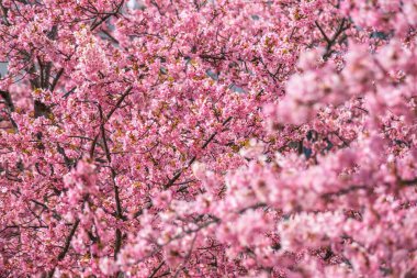 Kawazu kiraz çiçekleri Tokyo 'daki eski Nakagawa Nehri boyunca açar.