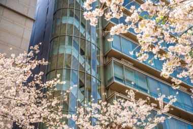Sakura Caddesi, Nihonbashi, Tokyo.