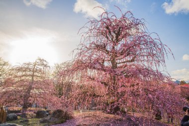 Suzuka Orman Bahçesi: Erik Bahçesi tamamen çiçek açtı