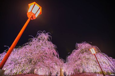 Suzuka Orman Bahçesi: Erik Bahçesi tamamen çiçek açtı