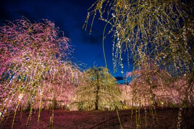 Suzuka Orman Bahçesi: Erik Bahçesi tamamen çiçek açtı