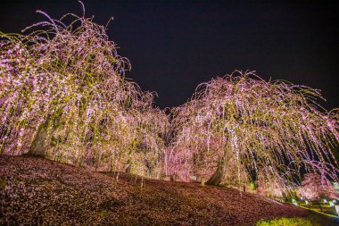 Suzuka Orman Bahçesi: Erik Bahçesi tamamen çiçek açtı