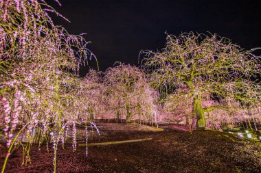 Suzuka Orman Bahçesi: Erik Bahçesi tamamen çiçek açtı
