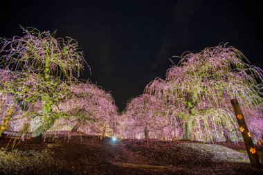 Suzuka Orman Bahçesi: Erik Bahçesi tamamen çiçek açtı