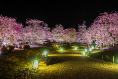 Suzuka Orman Bahçesi: Erik Bahçesi tamamen çiçek açtı