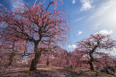 Suzuka Orman Bahçesi: Erik Bahçesi tamamen çiçek açtı