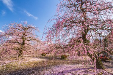 Suzuka Orman Bahçesi: Erik Bahçesi tamamen çiçek açtı