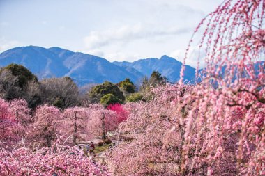 Suzuka Orman Bahçesi: Erik Bahçesi tamamen çiçek açtı