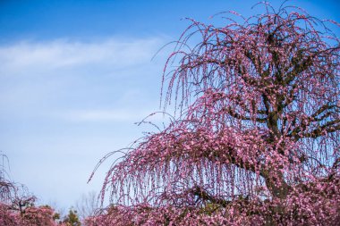 Suzuka Orman Bahçesi: Erik Bahçesi tamamen çiçek açtı