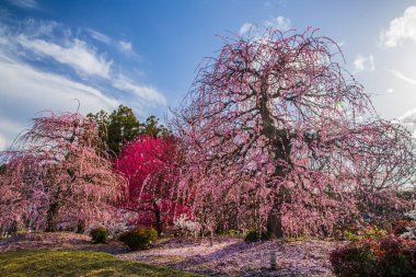 Suzuka Orman Bahçesi: Erik Bahçesi tamamen çiçek açtı