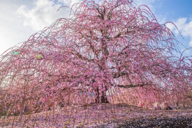 Suzuka Orman Bahçesi: Erik Bahçesi tamamen çiçek açtı