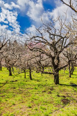 Kairakuen: Erik çiçekleri tomurcuklanıyor