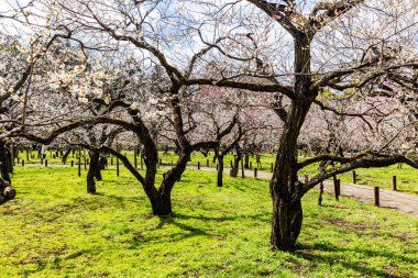 Kairakuen: Erik çiçekleri tomurcuklanıyor