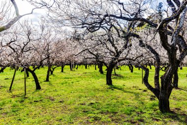 Kairakuen: Erik çiçekleri tomurcuklanıyor