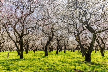 Kairakuen: Erik çiçekleri tomurcuklanıyor
