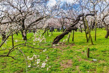 Kairakuen: Erik çiçekleri tomurcuklanıyor