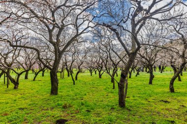 Kairakuen: Erik çiçekleri tomurcuklanıyor