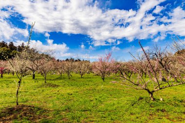 Kairakuen: Erik çiçekleri tomurcuklanıyor