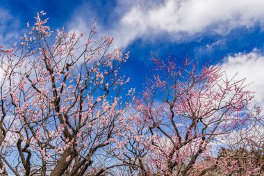 Kairakuen: Erik çiçekleri tomurcuklanıyor