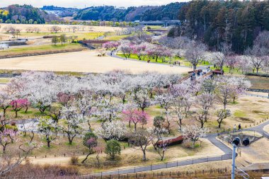 Kairakuen: Erik çiçekleri tomurcuklanıyor