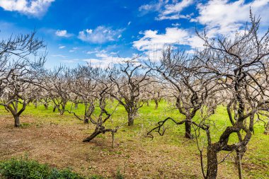 Kairakuen: Erik çiçekleri tomurcuklanıyor