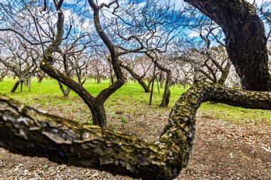 Kairakuen: Erik çiçekleri tomurcuklanıyor