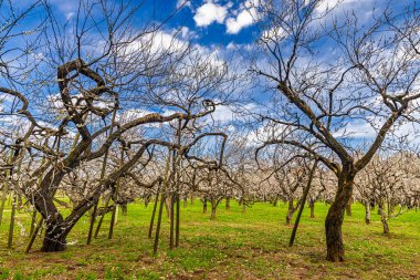 Kairakuen: Erik çiçekleri tomurcuklanıyor