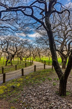 Kairakuen: Erik çiçekleri tomurcuklanıyor