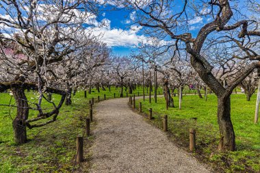 Kairakuen: Erik çiçekleri tomurcuklanıyor