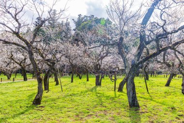 Kairakuen: Erik çiçekleri tomurcuklanıyor