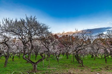 Kairakuen: Erik çiçekleri tomurcuklanıyor