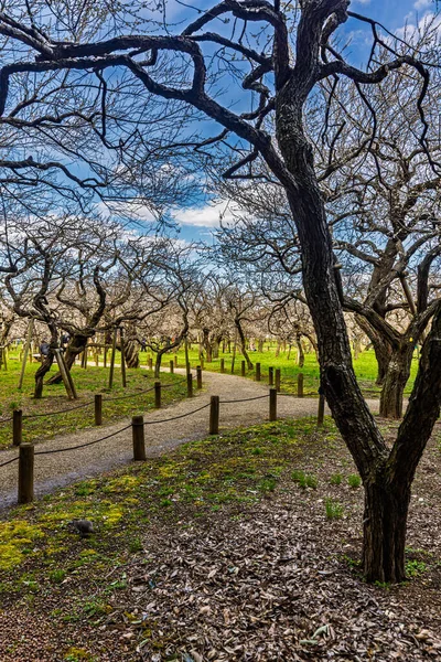 Kairakuen: Erik çiçekleri tomurcuklanıyor