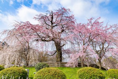 Kyoto 'daki Maruyama Parkı' nda çiçek açan kiraz çiçekleri.