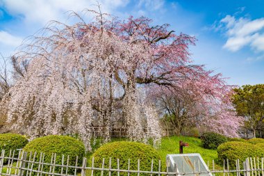 Kyoto 'daki Maruyama Parkı' nda çiçek açan kiraz çiçekleri.