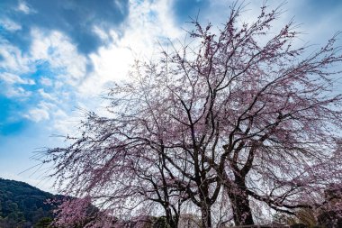 Kyoto 'daki Maruyama Parkı' nda çiçek açan kiraz çiçekleri.
