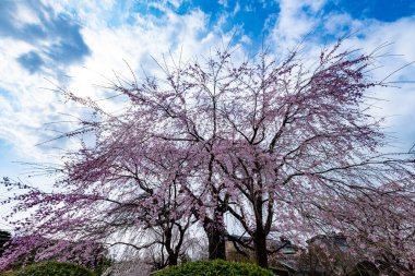 Kyoto 'daki Maruyama Parkı' nda çiçek açan kiraz çiçekleri.