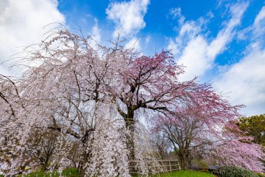 Kyoto 'daki Maruyama Parkı' nda çiçek açan kiraz çiçekleri.