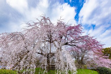 Kyoto 'daki Maruyama Parkı' nda çiçek açan kiraz çiçekleri.