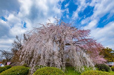 Kyoto 'daki Maruyama Parkı' nda çiçek açan kiraz çiçekleri.