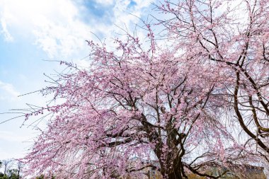 Kyoto 'daki Maruyama Parkı' nda çiçek açan kiraz çiçekleri.