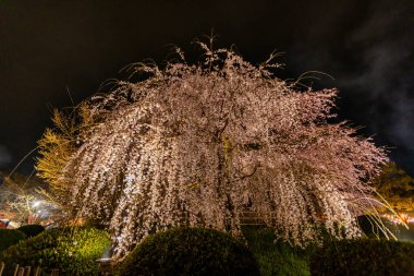 Kyoto 'daki Maruyama Parkı' nda çiçek açan kiraz çiçekleri.