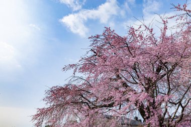 Kyoto 'daki Maruyama Parkı' nda çiçek açan kiraz çiçekleri.