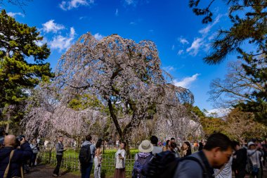 Kyoto Eyaleti 'ndeki Kyoto Gyoen Ulusal Bahçesi' nde çiçek açan kiraz çiçekleri.