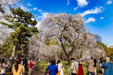 Kyoto Eyaleti 'ndeki Kyoto Gyoen Ulusal Bahçesi' nde çiçek açan kiraz çiçekleri.