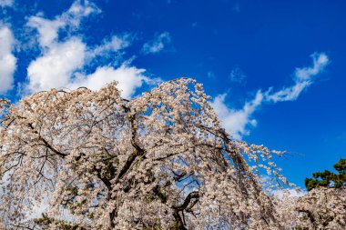 Kyoto Eyaleti 'ndeki Kyoto Gyoen Ulusal Bahçesi' nde çiçek açan kiraz çiçekleri.