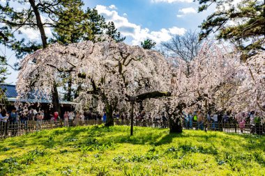 Kyoto Eyaleti 'ndeki Kyoto Gyoen Ulusal Bahçesi' nde çiçek açan kiraz çiçekleri.