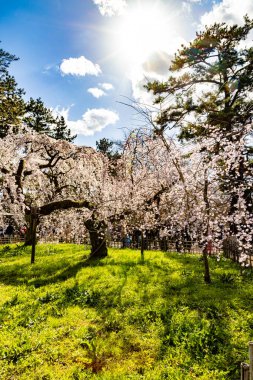 Kyoto Eyaleti 'ndeki Kyoto Gyoen Ulusal Bahçesi' nde çiçek açan kiraz çiçekleri.