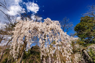Kyoto Eyaleti 'ndeki Kyoto Gyoen Ulusal Bahçesi' nde çiçek açan kiraz çiçekleri.