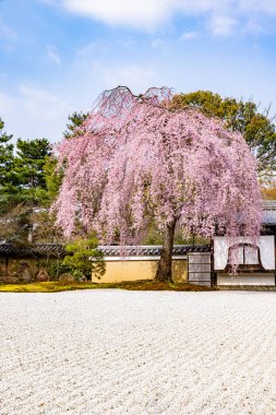Kyoto 'daki Kodaiji Tapınağı' nda çiçek açan kiraz çiçekleri.