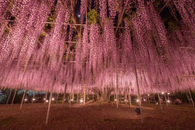 Tochigi İlçesindeki Ashikaga Çiçek Parkı Manzarası